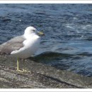 갈매기놀이터 이미지