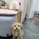 펫트리 | [일산] 말티푸 미용 후기ㅣ'펫트리' 3번째 재방문 (+배냇미용)