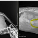 위케어동물의료센터 이미지