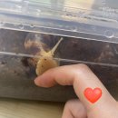 압축 코코피트 개비추 후기+당근 그림드려요 후기