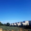 감자꽃스테이 이미지