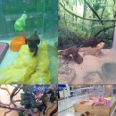 러브펫애견용품 이미지