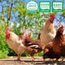 부여사료마트 | 무항생제 유정란 VS 일반 계란, 뭐가 다를까요? (고르는 법 + 여름 보관법)