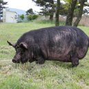 제주흑돼지 이미지