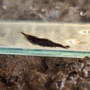 독립-18-01 이미지