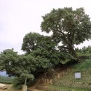 음나무(엄나무) 이미지