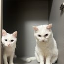 고양이 장난감 추천. 반려일상 먹이퍼즐 장난감 그린. 펫프렌즈 내돈내산 구매후기