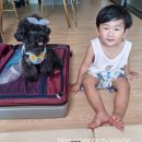 [애견동반] 가평 에스엔제이 펜션 내돈내산 여름휴가 솔직후기!!