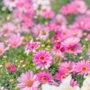 대저유치원 | 대저생태공원 유채꽃 :: 위치 및 P4 주차장, 겹벚꽃과 작은 꽃정원