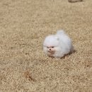 화이트켄넬(white-kennel) | 크림세이블포메라니안 분양 화이트포메라니안 분양가격 합리적으로 포메라니안 견사 비비드켄넬에서!