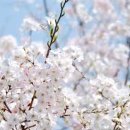 꽃을;보다 이미지