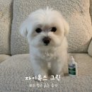 블루그린 | 자이목스 그린 2주 사용 후기, 사용방법, 블루, 레드와 차이점 총정리