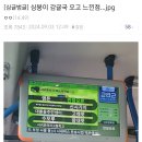 제주도로 이사 간 디씨인 이미지