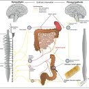 Re: 신경-면역 상호작용으로 내과 질병치료, VNS(미주신경자극) 치료 2020 이미지
