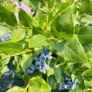 큰빛농장 이미지