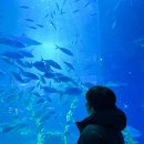 제주해양과학관 (아쿠아플라넷) | 아쿠아플라넷 제주 할인 공연 식당 푸드코트 꼼꼼 후기