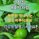 🗨 추한 노인 & 멋진 노인 이미지