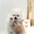 날데려가개 이미지