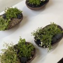 힐링 원예 교실 | 서울숲 힐링원예교실 야생화 미니정원 만들기 생태학습장 서울시 공공서비스예약 1만원의 행복