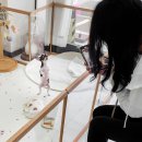 대구강아지분양 후기 장모단모치와와 성격 분성격