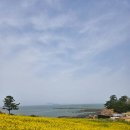 지엠대우부안바로정비 | 전북 부안 유채꽃명소 가볼만한곳 적벽강 수성당 유채꽃밭 실시간 개화상황