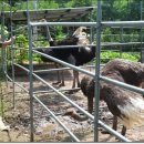 삼봉농장 이미지