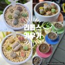 주댕이네 | 귀여운 다육이 리톱스 키우기 탈피 분갈이 초보 식집사 후기