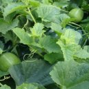 관문농장 이미지