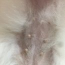 로베르토폼 이미지