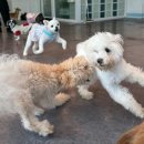 댕스럽개 이미지