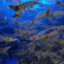 바다활어 이미지