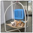 블루밍독 이미지