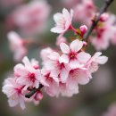 백광농장 | 개복숭아 맛과 영양 완벽가이드