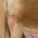 천안모아동물병원 이미지