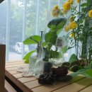 행구농장 | 부처님오신날 봄꽃이 장관이라는데, 비는 내리고..