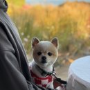 DOG깨비 강아지 미용실 이미지