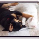 개와고양이 이미지