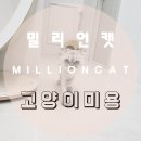 밀리언캣 네이버블로그