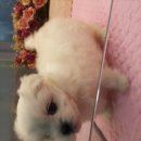 강남펫스타일 이미지