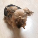 페트코코 이미지