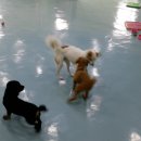 카페독스 이미지