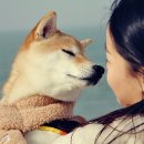 독독 이미지