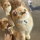 미모힐링카페 | [일상] 남편 pick 식빵굽냥 갔는데 냥이들 미모 실화? 🍞 이게 힐링이지