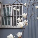 세레나데 이미지