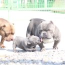 더 불리 하우스 이미지