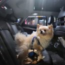 movepet 이미지