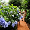 카멜리아힐 이미지