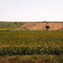 해바라기 이미지