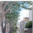 흙담솔로 이미지