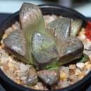 (주)잉카인터넷 이미지